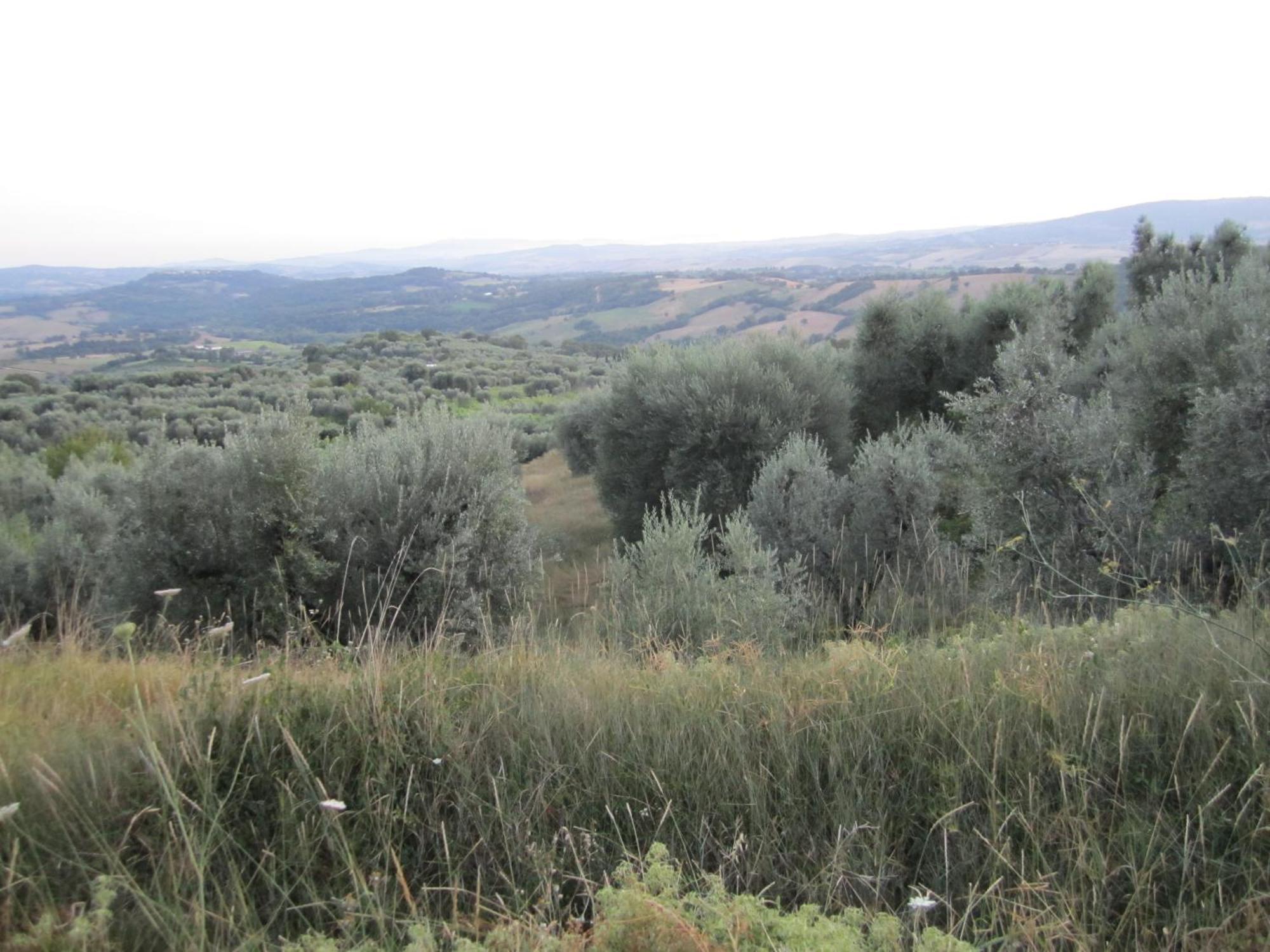 Semproniano Agriturismo Casa Fibbianello מראה חיצוני תמונה