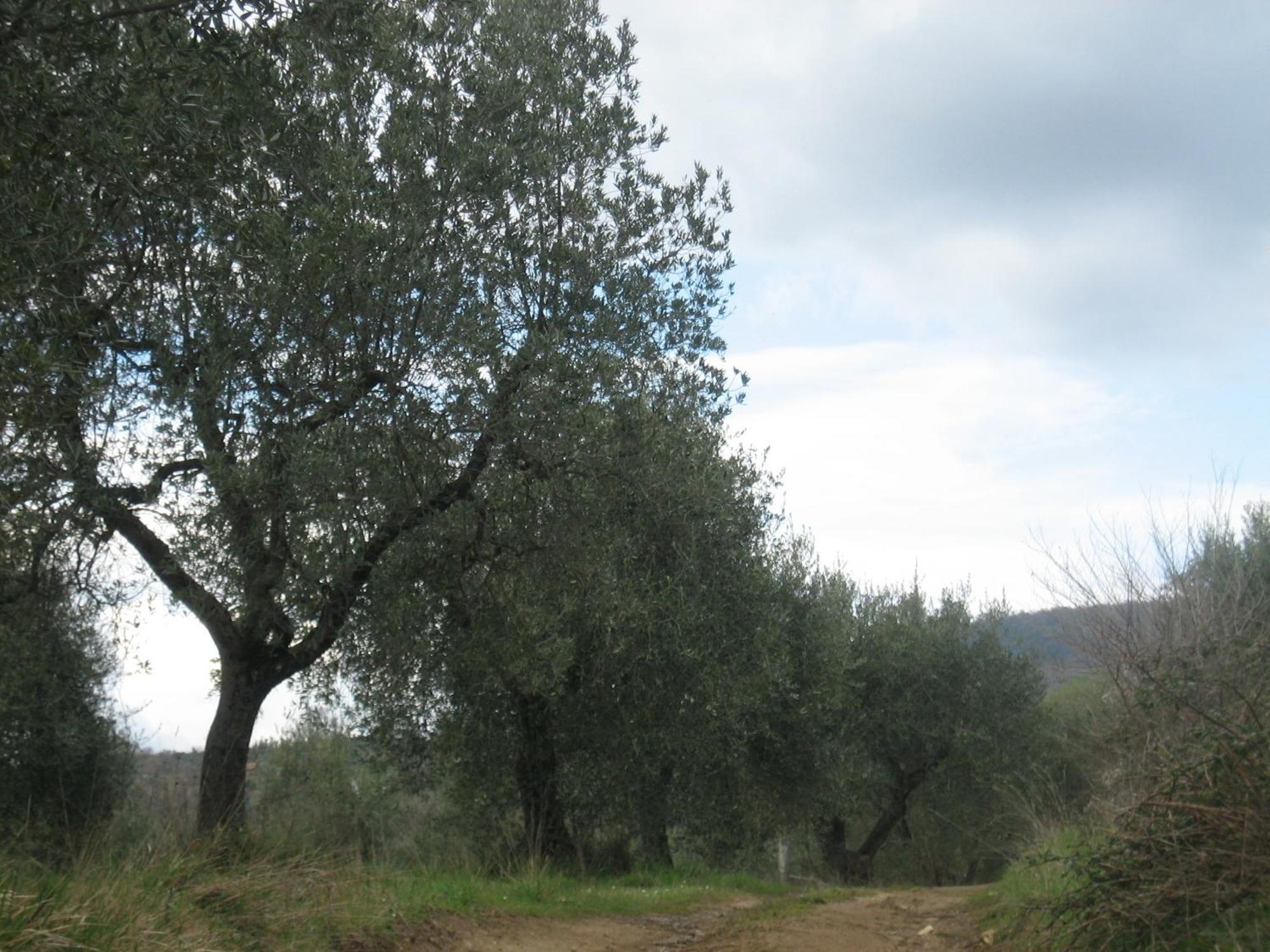 Semproniano Agriturismo Casa Fibbianello מראה חיצוני תמונה
